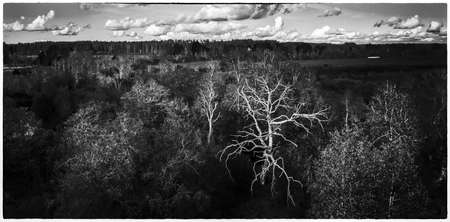 Black and white. Panorama view of forest and field. Latvian nature. Framed.