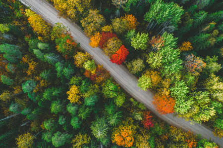 Trees in autumn colors. View of forest and road from above. Latvian nature.