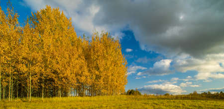Beautiful autumn landscape. View of forest and field. Latvian nature. Golden autumn.の写真素材