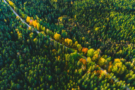 Trees in autumn colors. View of forest and road from above. Latvian nature.