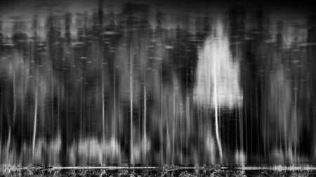 Inverted photography of  latvian forest. Reflection on water of lake. Black and white.の写真素材