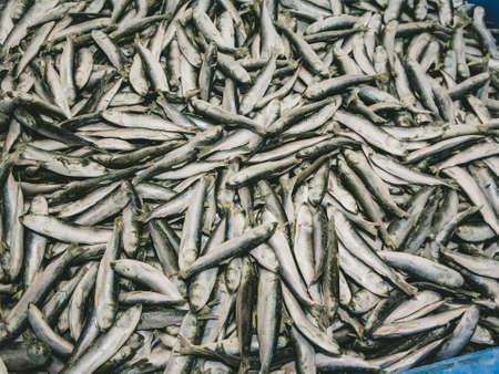 A heap of fresh sprat. Winter fishing. Fresh organic small fish in blue box. Fish market. Close-up.の写真素材
