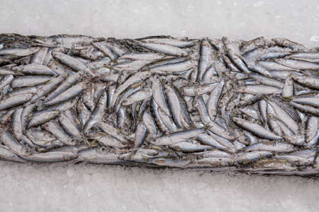 Frozen sprat brick on the ice. Organic small fish production. Fish market. Close-up.の写真素材