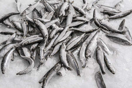 A heap of fresh sprat on the ice. Winter fishing. Fresh organic small fish production. Fish market. Close-up.の写真素材