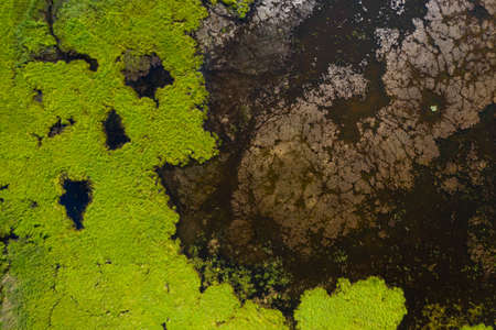 Close-up view from above of swamp lake. Green grass and marsh mud. Reflection in the water.