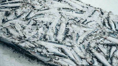 Frozen sprat brick on the ice. Organic small fish production. Fish market. Close-up.