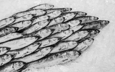 A heap of fresh sprat on the ice. Winter fishing. Fresh organic small fish. Fish market. Close-up.