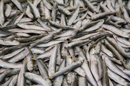 A heap of fresh sprat. Winter fishing. Fresh organic small fish. Fish market. Close-up.の写真素材