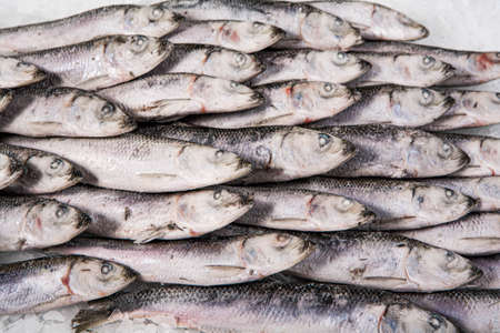 Fresh sprat folded on the ice. Winter fishing. Organic small fish production. Fish market. Close-up.の写真素材
