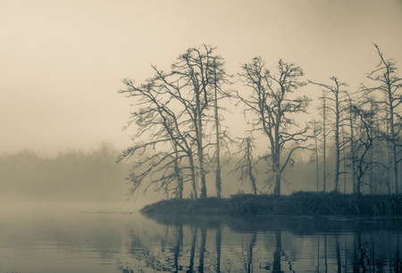 Branches trees. Atmospheric landscape. Fog over swamp.