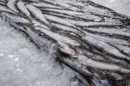 Frozen sprat brick on the ice. Organic small fish production. Fish market. Close-up.の写真素材