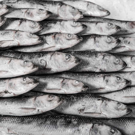 Fresh sprat folded on the ice. Winter fishing. Organic small fish production. Fish market. Close-up.の写真素材