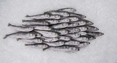 A heap of fresh sprat on the ice. Winter fishing. Fresh organic small fish. Fish market. Close-up.