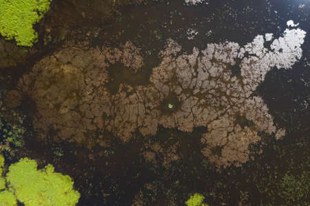 Top drone view of swamp lake. Green grass and marsh mud. Scenic landscape of beautiful forest nature.の写真素材