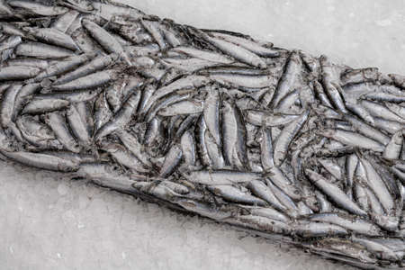 Frozen sprat brick on the ice. Organic small fish production. Fish market. Close-up.の写真素材