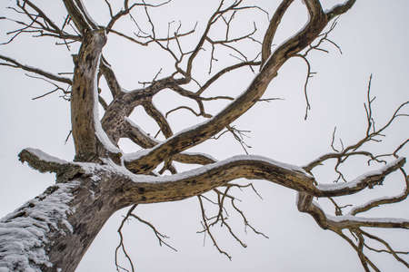 Branches of dead tree covered by snow. Winter cloudy sky. Close-up.の写真素材