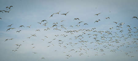 Flying flock of white gulls. A lot of birds in the sky.