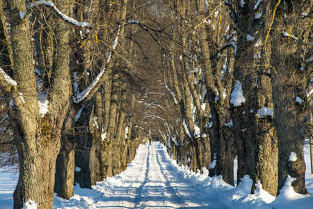 Scenic winter landscape at sunny day. Snow-covered alley between trees. Beautiful nature.の写真素材