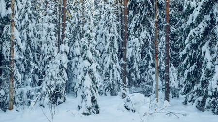 Scenic landscape of winter forest. Pine and spruce trees covered by snow. Beautiful nature.の写真素材