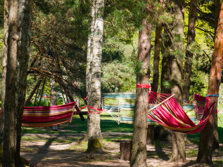 Hammocks strung between the trees in the forest. Place for relax.の写真素材