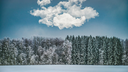 Beautiful winter landscape. Snowy forest. Cloud in sky.