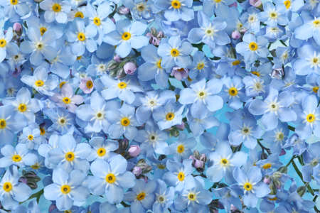 Background of many blue flowers
