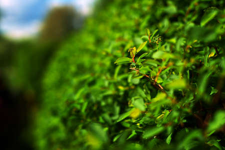 Green bushes at palace summer garden