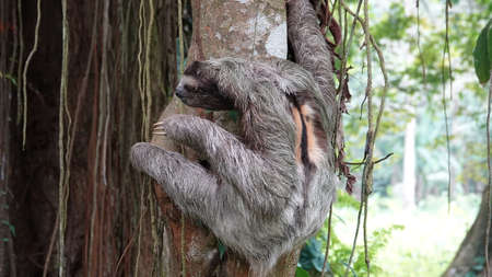 Sloth climbs a tree. Costa ricaの写真素材