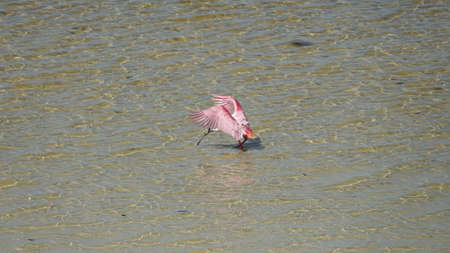 Beautiful pink bird on Cozumel island in Mexicoの写真素材