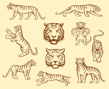 Set of Tiger Illustrations in Different Posesのイラスト素材