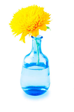 Sunflower in a Vase. の写真素材