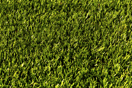 Grass on the football field. Texture of grassの写真素材