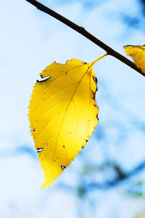 Yellow leaves on the tree.の写真素材