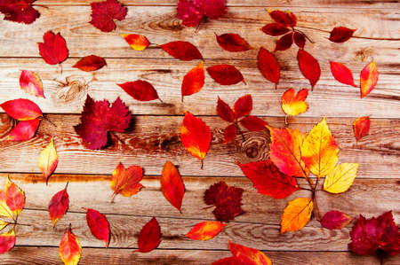  Leaves on wooden boards. の写真素材