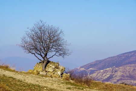 Georgia, a tree without leaves from the growing ruins of the wall on the background of the Caucasus...