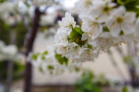 Spring cherry blossom in the garden.Lots of white cherry blossoms on a branch.の写真素材