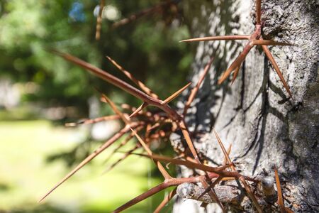 Large sharp brown spines grow on the trunk of an acacia tree.