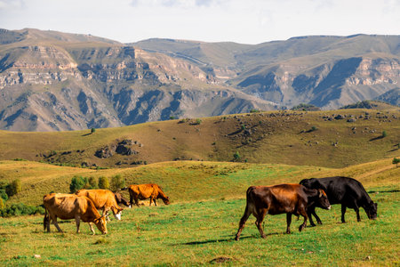 Red cows against the backdrop of mountains in an alpine meadow.の写真素材