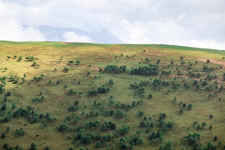 A green hillside with a few trees and a few cows. The cows are grazing on the grassの写真素材