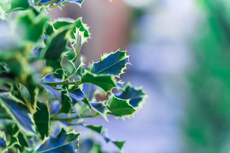 A bush with blue and green leaves is full of foliage. The leaves are small and green, and the bush is a vibrant shade of blue and greenの写真素材