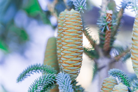 A tree with green leaves and brown cones. The cones are arranged in a spiral pattern. The image has a peaceful and serene moodの写真素材