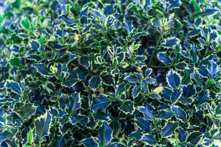 A bush with blue and green leaves is full of foliage. The leaves are small and green, and the bush is a vibrant shade of blue and greenの写真素材