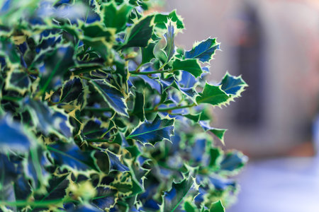 A bush with blue and green leaves is full of foliage. The leaves are small and green, and the bush is a vibrant shade of blue and greenの写真素材