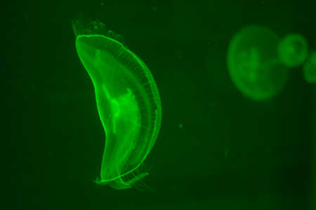 Jellyfish in aquariumの写真素材