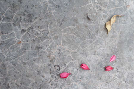 Leaf and flowers on groundの写真素材