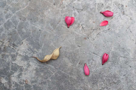 Leaf and flowers on groundの写真素材