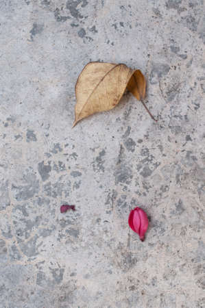 Leaf and flower on groundの写真素材