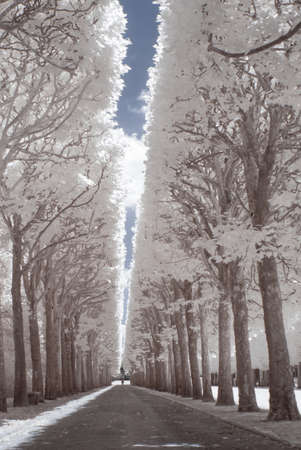 Sceaux park in infrared (Paris)の写真素材