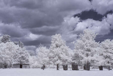 Sceaux park in infrared