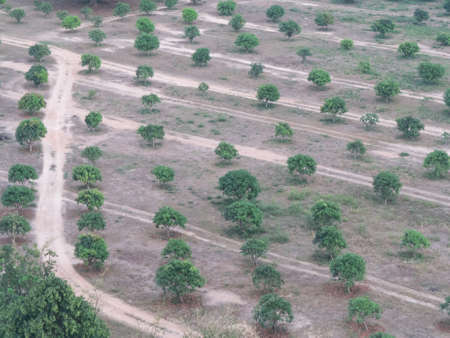 Planting of trees